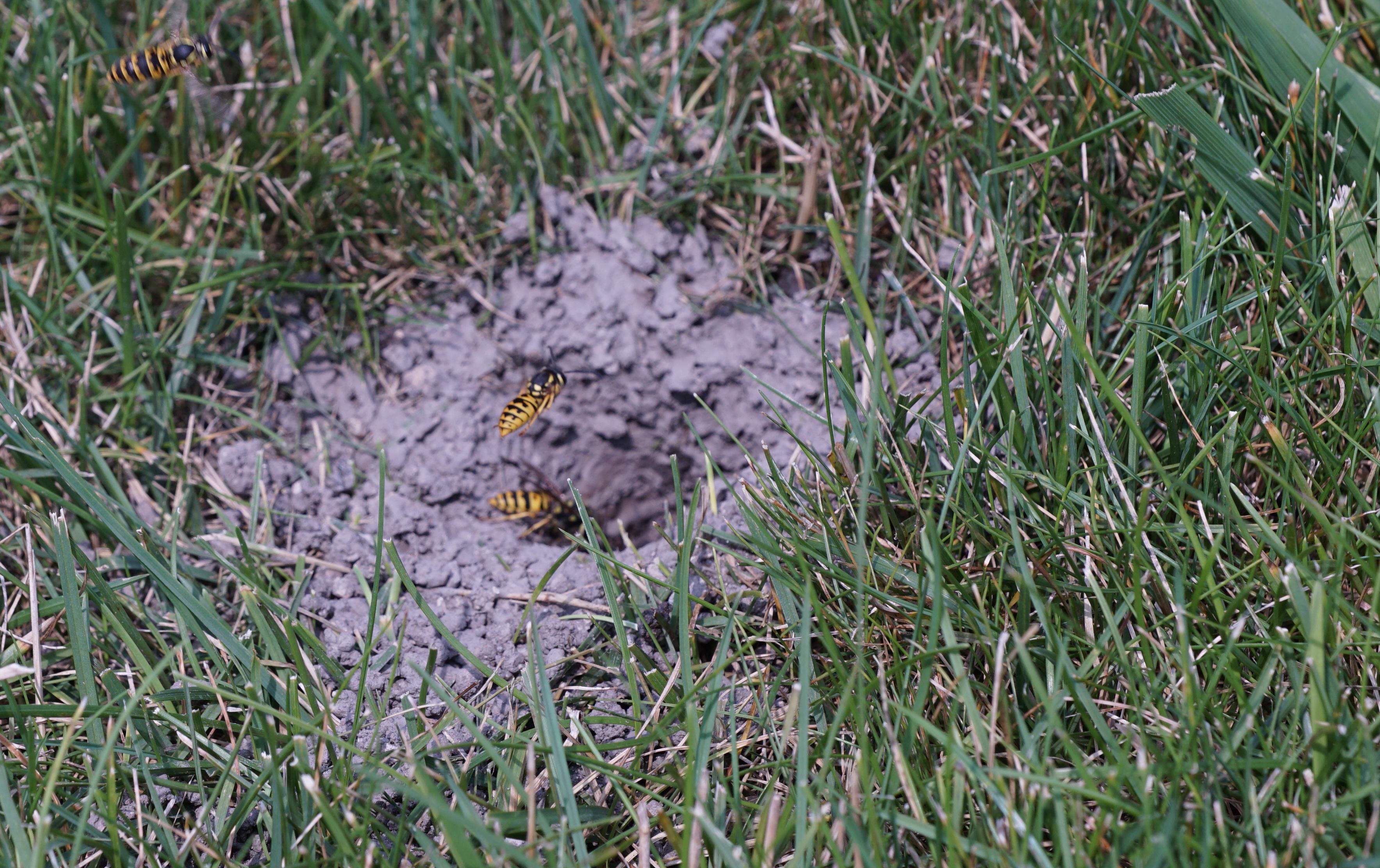 A yellow jacket wasps near a hole in the ground.